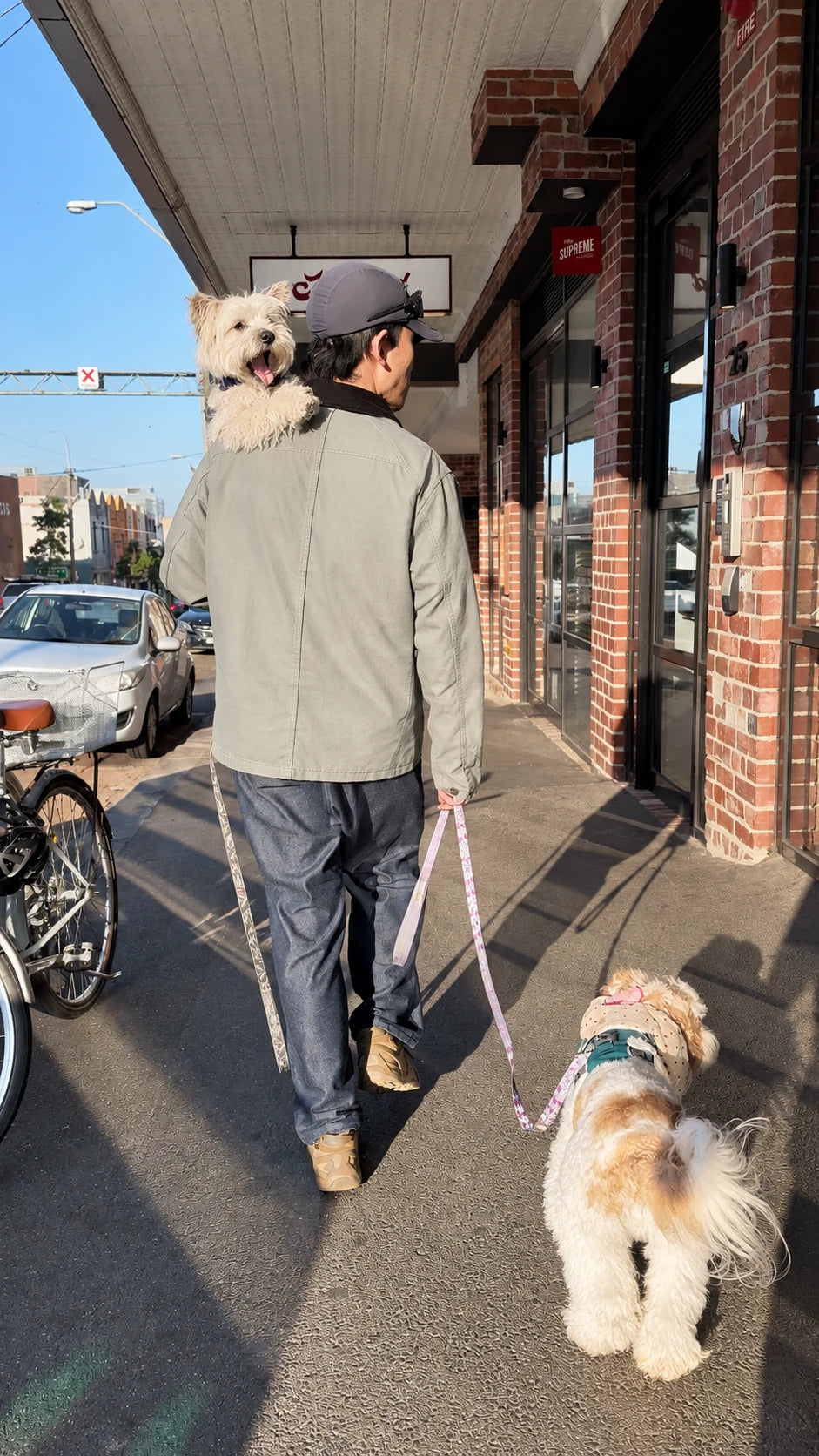 Austin walking with Pika, his Westie, over his shoulder and Ponyo, his Cavoodle, on a lead.