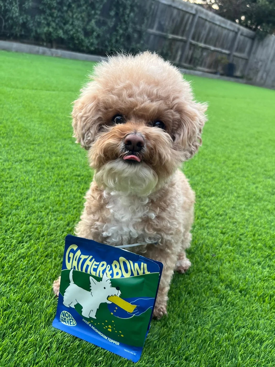 A curly-haired dog sitting on grass behind a Gather and Bowl pouch.
