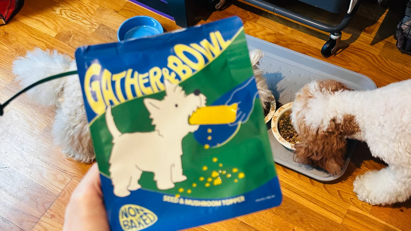 A Gather and Bowl pouch held in front of two dogs at their dinner bowls.