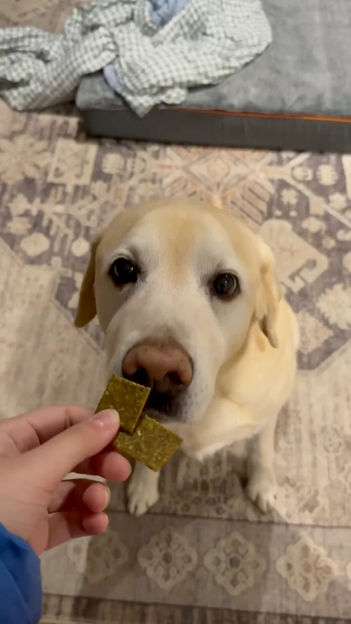 A Labrador looking at two topper squares held close to its nose.