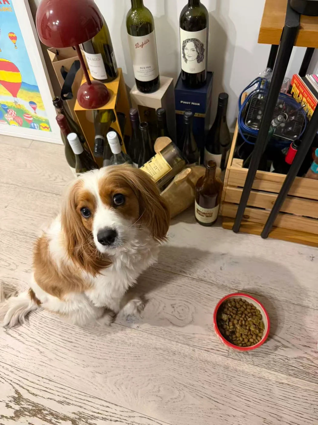 A brown and white spaniel sitting beside its dinner bowl at home.