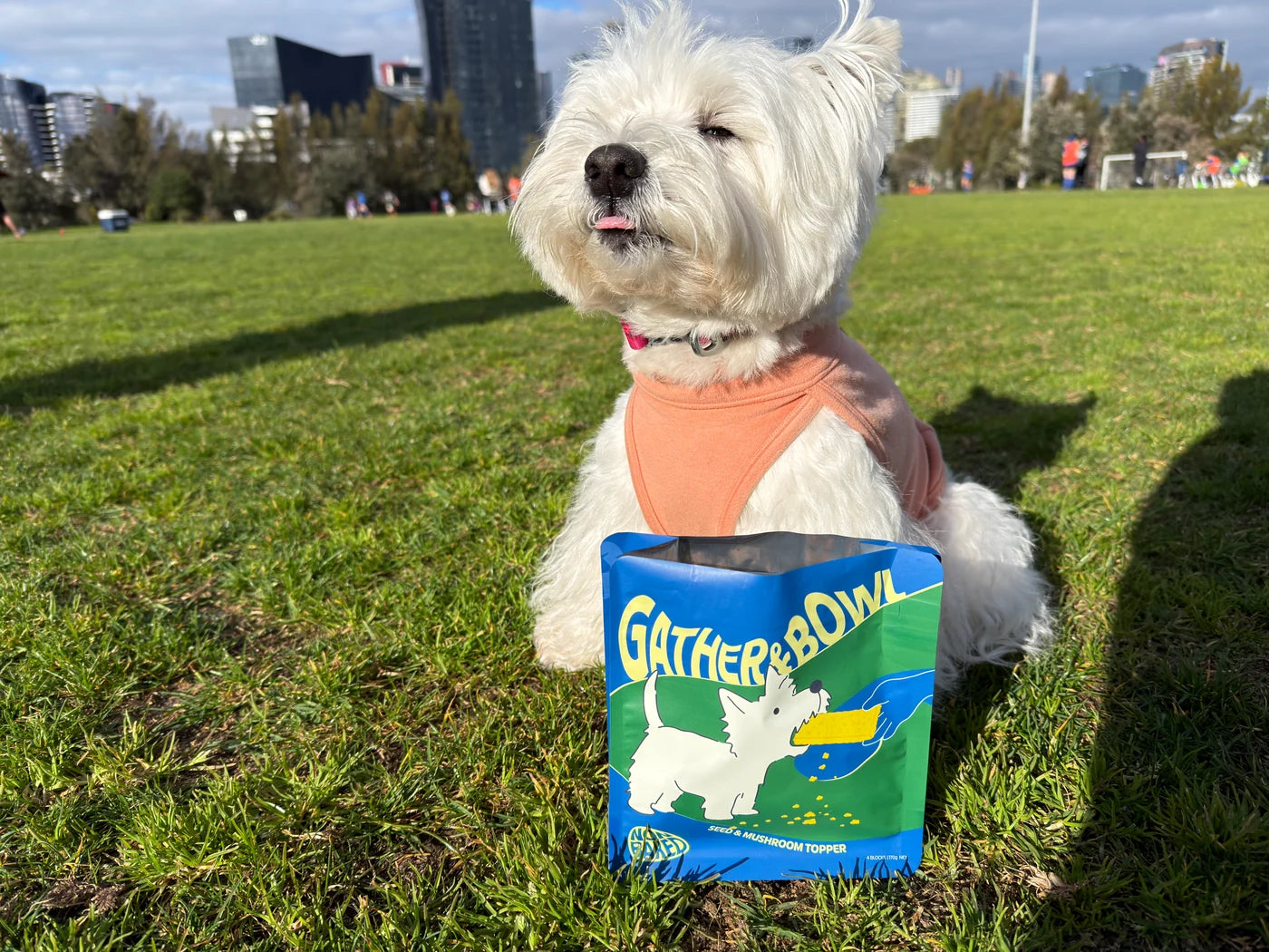 A Westie in a peach harness sitting behind a Gather and Bowl pouch in a sunny park.