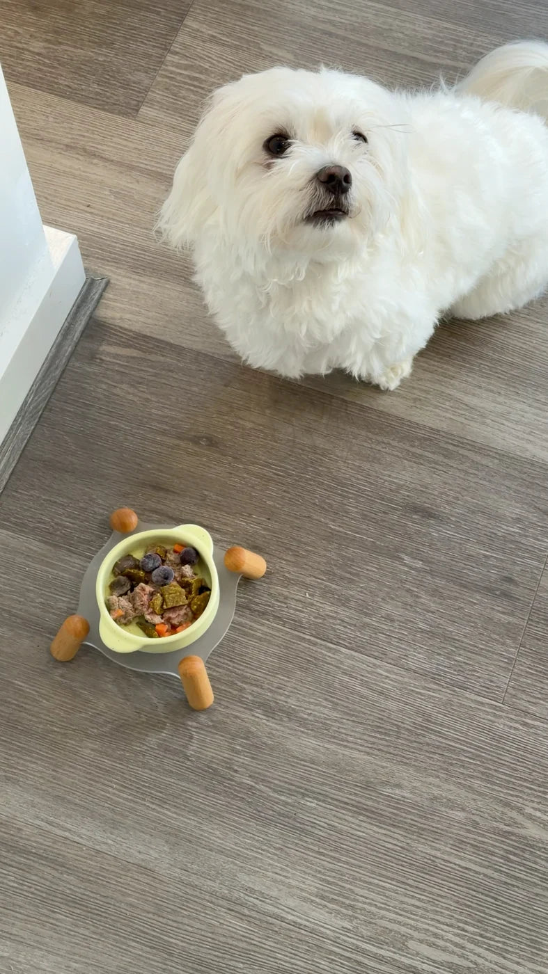 A small white dog waiting beside a pale green bowl of food.
